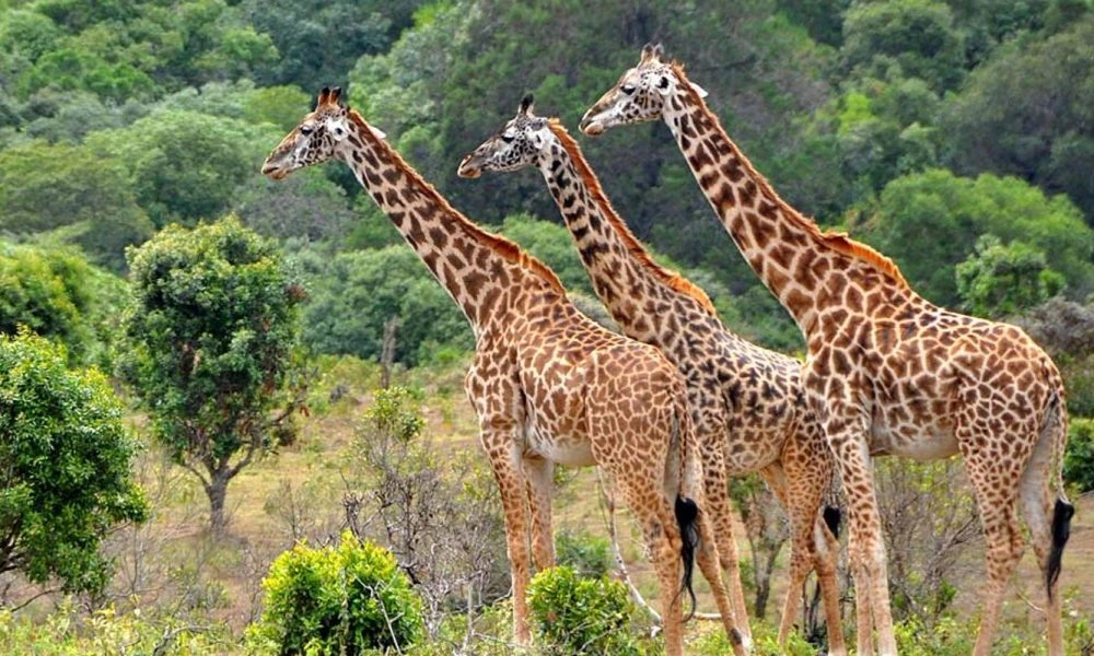  Day trip to mikumi national park